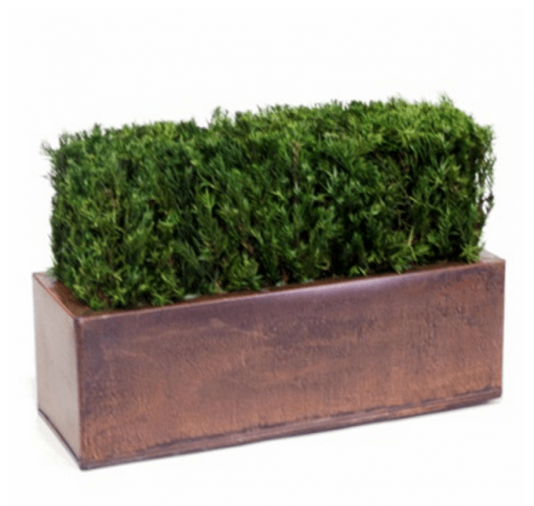 Table Top Hedge Topiary